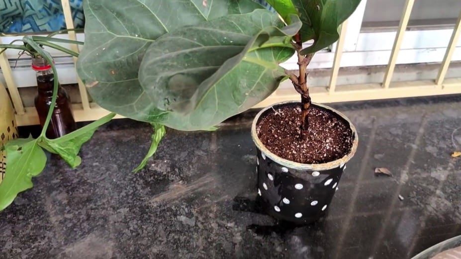 Best Soil For Indoor Plants - Bugoutbill.com