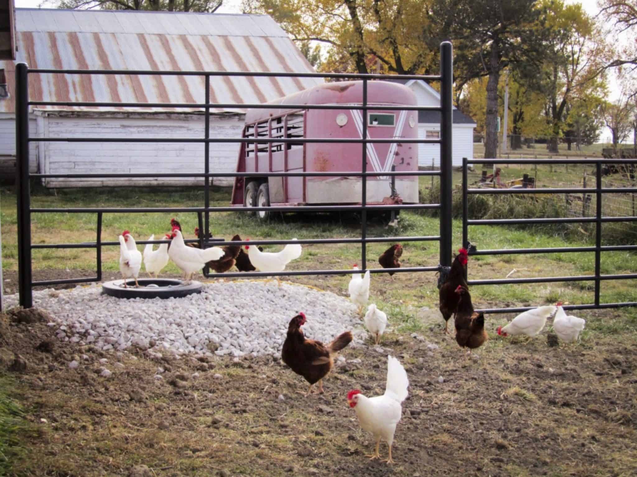 Heater for chicken coop Bugout Bill