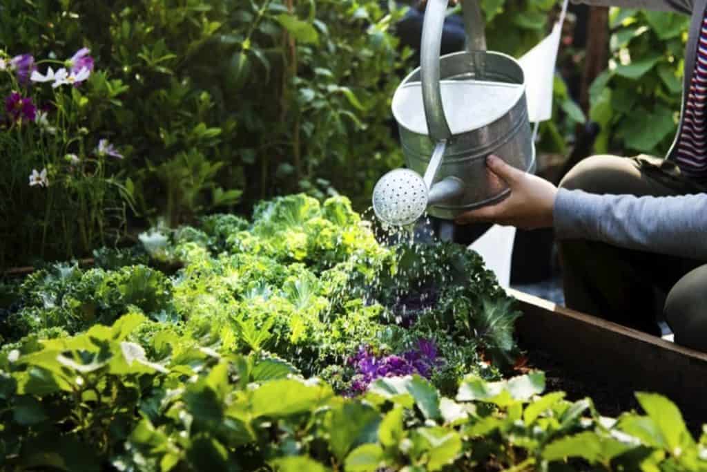 Best Soil Test Kit For Vegetable Garden – Review 2022