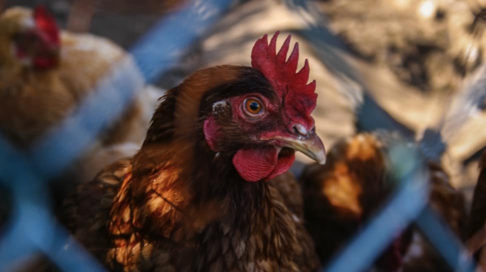 Best Chicken Coop – Review 2022