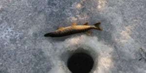 Best Ice Fishing Fish Finder - Bugoutbill.com