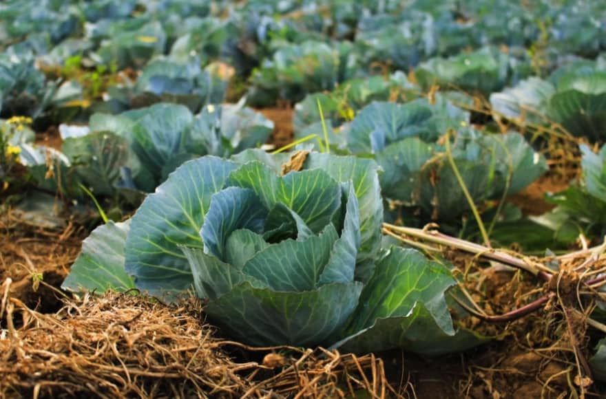 Best Soil For Vegetable Garden - Bugoutbill.com